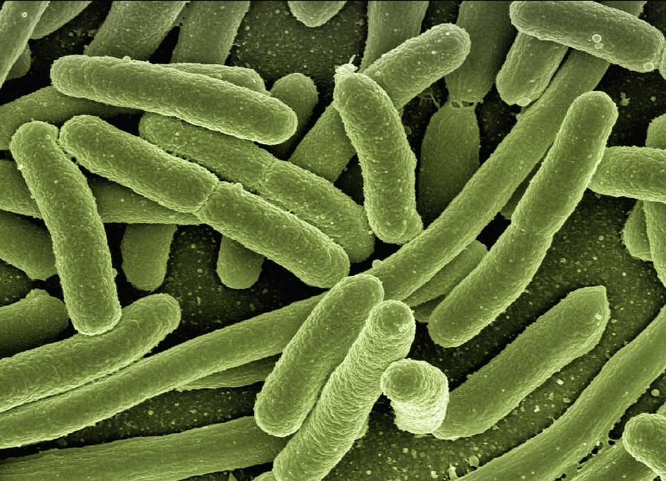 A Spirulina bolt akciós ajánlatai